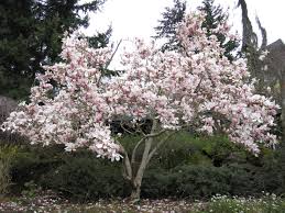 bakerview nursery dwarf rainier cherry tree yup i need