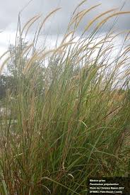 Image result for Cenchrus polystachios