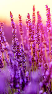 using my instinct on this one it was never an optional to love and take care of myself being patient havin naturfotografie blumen blumentapete lila blumen