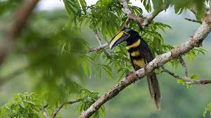 Animal rehabilitation & rainforest conservation. Why You Should Visit The Ecuadorian Amazon Rainforest
