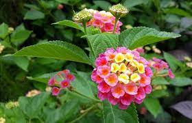 Research shows that eating leaves isn't just a domesticated dog behavior. How To Create A Pet Safe Garden Vet Approved Advice