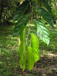 Image result for Strombosiopsis