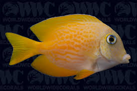 Image result for Mohria marginalis