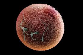 Under normal circumstances only one ovary will release an egg (ovum) per menstrual cycle. Primitive Human Eggs Matured In The Lab For The First Time New Scientist