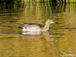 Image result for Urochloa jubata