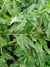 Image result for Polystachya leonardiana