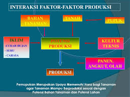 Untuk teknis pembibitan sawit secara lengkap, bisa anda simak faktor alam menjadi salah satu pemicu munculnya kebakaran lahan kelapa sawit, utamnya ketika dimusim kemarau. Prinsip Dan Mekanisme Rekomendasi Pemupukan Tanaman Kelapa Sawit Ppt Download