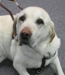 Service dogs are special pets that aid people with disabilities. Service Animals And Emotional Support Animals Ada National Network