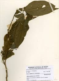 Image result for Hilleria latifolia