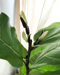 Leaves from a common fig tree (left) couldn't look more different from those of a fern. 10 Things Nobody Tells You About Fiddle Leaf Fig Trees Gardenista