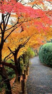 Tree Leaves Autumn Nature Wallpapers Hd 1080p Hd Nature Wallpaper For Mobile 1080x1920 Download Hd Wallpaper Wallpapertip 1920x1080 full hd wallpapers nature 10 whb #fullhdwallpapersnature #nature #wallpapers #hdwallpapers.