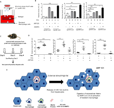 Maybe you would like to learn more about one of these? Inhibition Of Extracellular Vesicle Associated Mmp2 Abrogates Intercellular Transfer Of Hepatic Mir 122 To Tissue Macrophages And Curtails Liver Inflammation Biorxiv