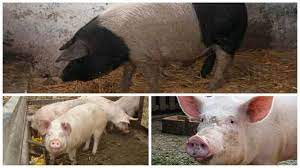 Salveaza cautarea vezi cautarile salvate. PreÈ Porci In Viu 2017 Cu Cat Se Vinde In Fiecare JudeÈ Carnea Porcilor CrescuÈi De Gospodari