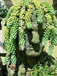 My burros tail weren't doing well outside (they were constantly wrinkly) and so i'm recuperating them in the bathroom window. Plantfiles Pictures Sedum Species Donkey S Tail Giant Burro S Tail Sedum Morganianum By Katg