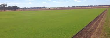 This practice will remove some of the excess stolons from the lawn each mowing, removing stolons that would have become part of the thatch layer at a later stage. Seaonsal Lawn Care