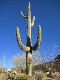 Cacti can be propagated in several ways. Cactus Outside Our Room Picture Of Four Seasons Resort Scottsdale At Troon North Scottsdale Tripadvisor