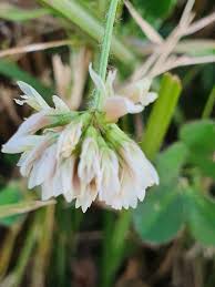 Image result for Trifolium semipilosum