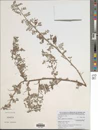 Image result for Indigofera microcarpa