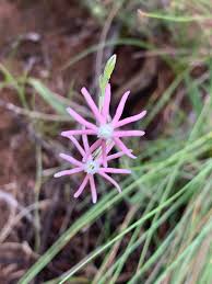 Image result for Silene burchellii