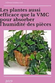 5 Plantes Qui Absorbent L Humidite De Toutes Les Pieces En 2020 Deco Plantes Interieur Plante Plante Verte Interieur