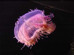 Flower Hat Jelly Jellyfish Species Jellyfish Pet Jellyfish