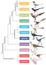 Maniraptoriformes Phylogenetic Tree By Rainbowleo Deviantart Com On Deviantart Life Science Classroom Phylogenetic Tree Biology Classroom