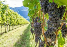 Vines to be tied down (march 2017 tinwood vineyard). How To Train Grape Vines Minnetonka Orchards