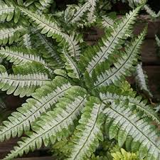 Image result for Pteris similis
