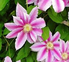 25x Clematis Hybrid Flower Seeds Garden Plant Choice Of Colour Uk Seller Ebay Flower Seeds Plants Clematis