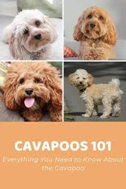 Maybe you would like to learn more about one of these? Cavapoo Size Guide How Big Does A Cavapoo Get Doodle Doods