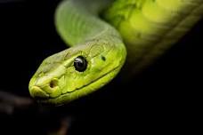 All That Slithers