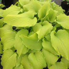 We did not find results for: Photo Essay Award Winning Hostas Perennial Resource
