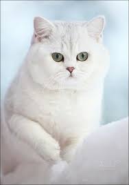 British Shorthair Pretty Cats Gorgeous Cats British Shorthair Cats