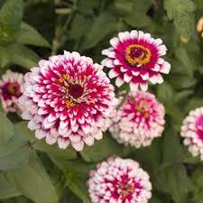 Pin On Flower Garden Plans 2016