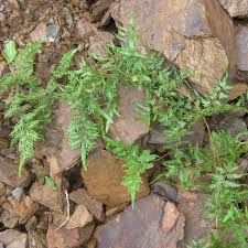 Image result for Drynaria volkensii
