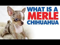Do Blue Chihuahuas Have Blue Eyes 2021 The Dog Visitor