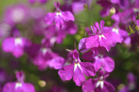 Image result for lobelia