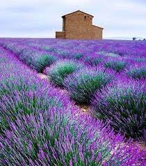 Hvar Island Lavender Fields Croatia Puzzle Factory