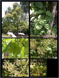 Image result for Tectona grandis