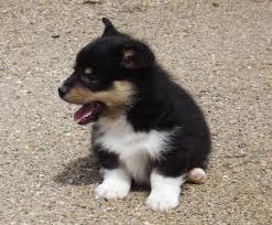 These mixes blend big dogs and tiny dogs with the corgi's sunny little demeanor. Corgi Pets And Animals For Sale Minnesota