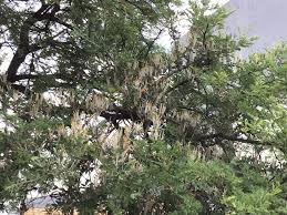 Image result for Agelanthus natalitius