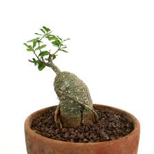 Image result for Fockea angustifolia