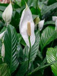 Spathiphyllum wallisii is a smaller peace lily, reaching only 12 inches tall. Indoor Peace Lily Plants Growing A Peace Lily Plant