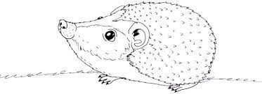 Ausmalbilder justin bieber 89 das kleine ich bin ich. Wie Einen Igel Zeichnen Lernen Ausserdem Gibt S Kostenlose Ausmalbilder