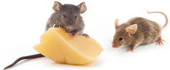 How To Catch A Mouse In Your House