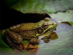 Check spelling or type a new query. Pond Friends Meet The Green Frog Splash Supply Company