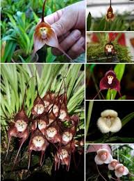 Weirdst Flora Found On Mother Earth ...
