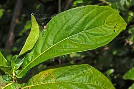 Image result for Anisotes sessiliflorus