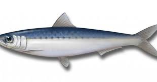 Sardine Fish Free 3d Model C4d Free3d