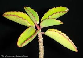Leaves Pictures Of Life Plant Kalanchoe Pinnata Also Known As Air Plant Miracle Leaf Goethe And The Katakataka Plant Descriptio Plants Plant Leaves Leaves
